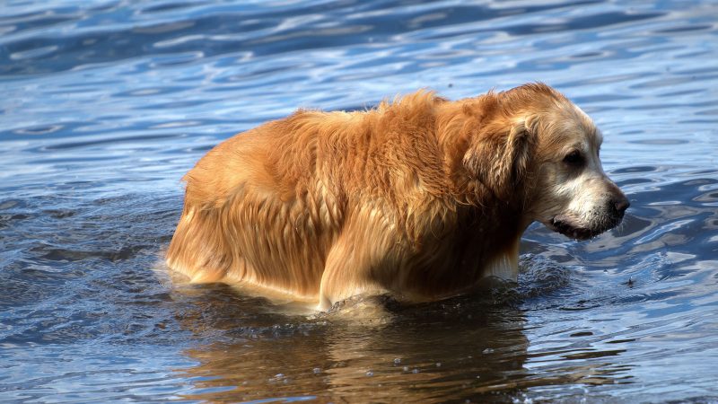 Ein goldener Golden Retriever steht im blauen Wasser und genießt ein Bad, professionelle Tierfotografie von MadsFotokiste für hochwertige Abzüge.