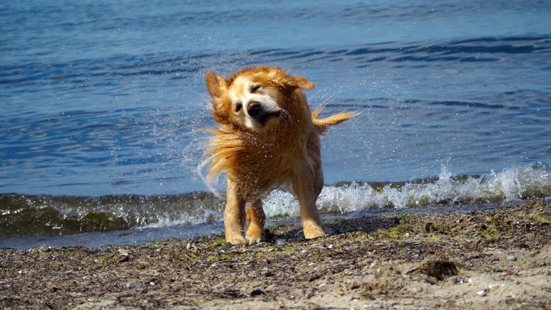 Ein goldener Hund schüttelt sich am Strand das Wasser aus dem Fell, fotografiert von MadsFotokiste für lebendige Tierfotografie und Erinnerungen.