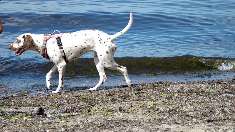 Ein gefleckter Dalmatiner mit rosa Geschirr läuft fröhlich am Strand entlang, professionelle Tierfotografie von MadsFotokiste für Ihr Fotobuch.