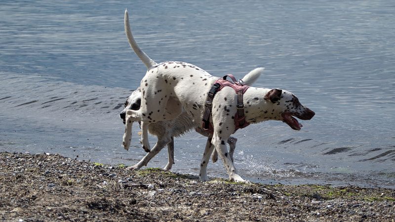 Zwei Dalmatiner spielen am Ufer eines Sees. Die Hunde tragen Geschirre und toben fröhlich im flachen Wasser. Professionelle Tierfotografie von MadsFotokiste.