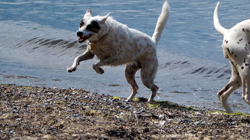 Ein weißer Hund mit dunklen Flecken springt freudig am steinigen Strand ins Wasser, fotografiert von MadsFotokiste für lebendige Tieraufnahmen.