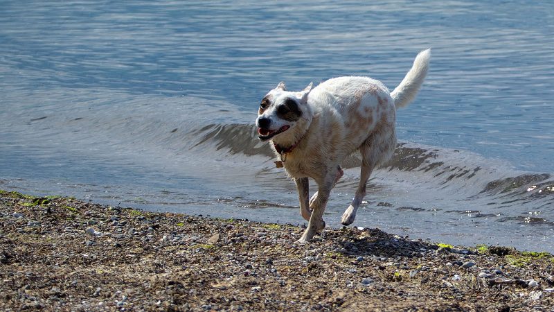 Ein fröhlicher, weiß-gefleckter Hund rennt am steinigen Ufer entlang. Professionelle Tierfotografie von MadsFotokiste für lebendige Erinnerungen.
