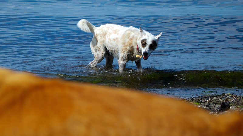 Ein weißer Hund mit dunklen Flecken steht im flachen Wasser am Strand. Professionelle Tierfotografie von MadsFotokiste für lebendige Erinnerungen.