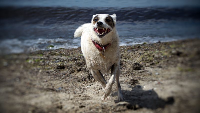 Ein weißer Hund mit rotem Halsband rennt fröhlich am Strand entlang. Professionelle Tierfotografie von MadsFotokiste für lebendige Hundeaufnahmen.