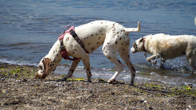 Ein gefleckter Dalmatiner mit rotem Geschirr schnüffelt am steinigen Strand, während ein weiterer Hund im Hintergrund im Wasser spielt.