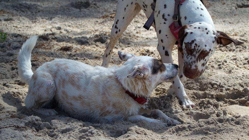 Zwei Hunde spielen im Sand bei einem Fotoshooting von MadsFotokiste; ein Dalmatiner und ein kleinerer, hell gefleckter Hund interagieren freundlich.