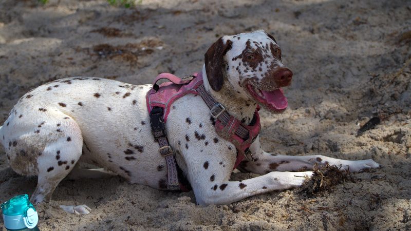 Ein fröhlicher, gepunkteter Hund mit rosa Geschirr liegt im Sand. Professionelle Tierfotografie von MadsFotokiste für lebendige Erinnerungen.