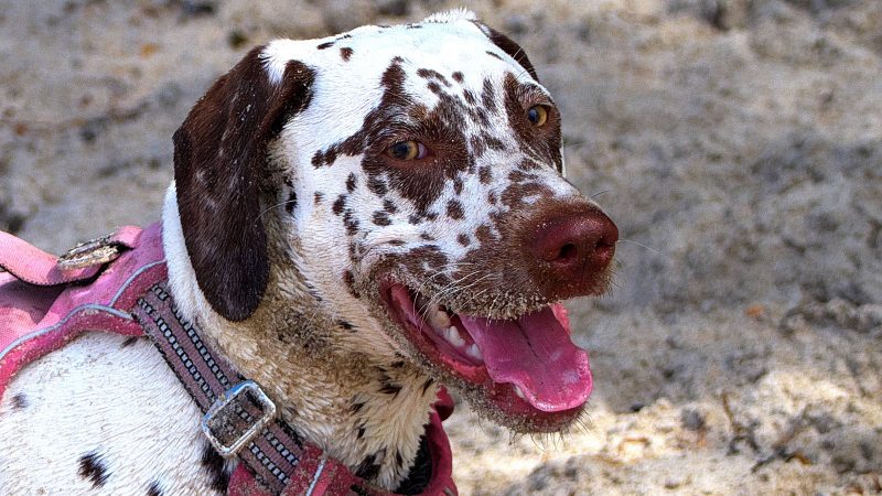 Nahaufnahme eines glücklichen, braun-weiß gefleckten Hundes mit pinkem Geschirr am Strand, fotografiert von MadsFotokiste für Tierfotografie-Fans.