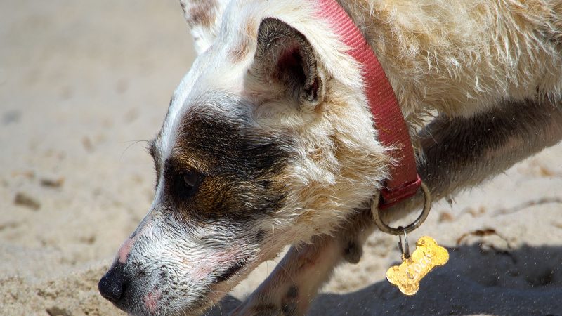 Nahaufnahme eines Hundes mit rotem Halsband und knochenförmiger Marke, der aufmerksam am Sandstrand schnüffelt, fotografiert von MadsFotokiste.