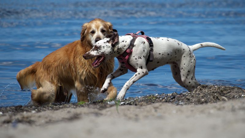 Ein goldener Retriever und ein Dalmatiner mit rosa Geschirr spielen am Strand im Wasser, festgehalten in einer professionellen Tierfotografie.