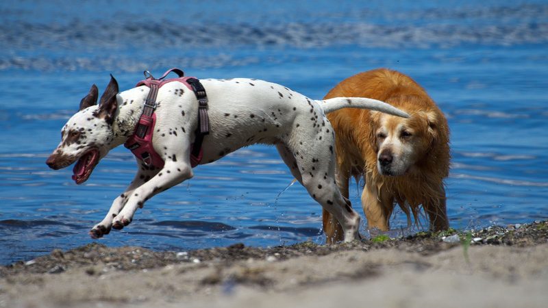 Ein Dalmatiner mit pinkem Geschirr springt freudig am Wasser entlang, während ein goldener Retriever im Hintergrund steht. Tierfotografie von MadsFotokiste.