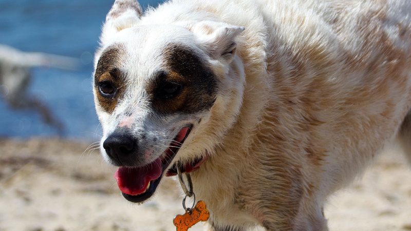 Ein weiß-brauner Hund mit einer knochenförmigen Hundemarke am Strand, fotografiert von MadsFotokiste für hochwertige Tierfotografie und Erinnerungen.