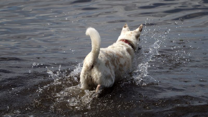 Ein weißer Hund mit rötlichen Flecken spielt im Wasser und verursacht spritzende Wellen, fotografiert von MadsFotokiste für Tierfotografie-Fans.