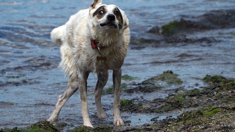Ein nasser, weiß-brauner Hund schüttelt sich am Ufer eines Gewässers; ein dynamisches Tierfoto von MadsFotokiste für hochwertige Tierfotografie.