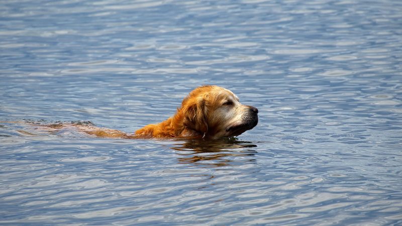 Ein goldener Golden Retriever schwimmt entspannt im blauen Wasser, fotografiert von MadsFotokiste für hochwertige Tierfotografie und Fotobücher.