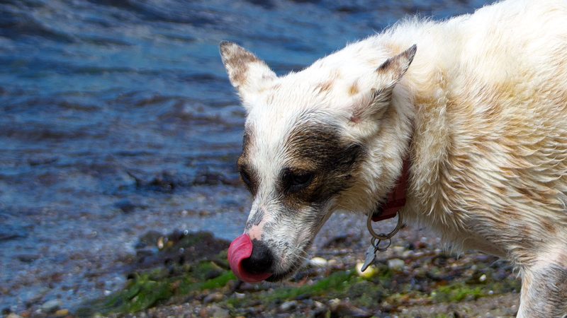 Ein weiß-brauner Hund leckt sich am Ufer eines Gewässers die Nase, fotografiert von MadsFotokiste für hochwertige Tierfotografie und Fotobücher.