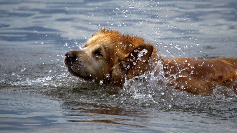Ein goldener Hund schwimmt im Wasser und schüttelt sich, wobei Wassertropfen in der Luft spritzen. Professionelle Tierfotografie von MadsFotokiste.