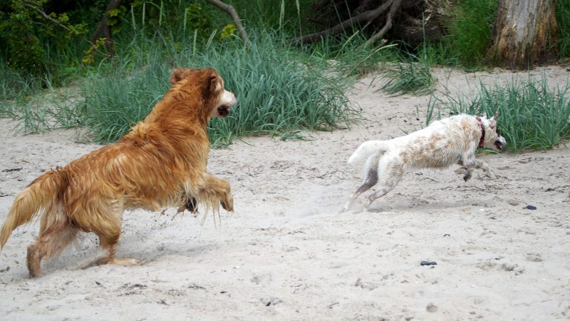 Ein goldener Retriever und ein kleiner weißer Hund spielen dynamisch am Sandstrand, festgehalten in einem professionellen Foto von MadsFotokiste.