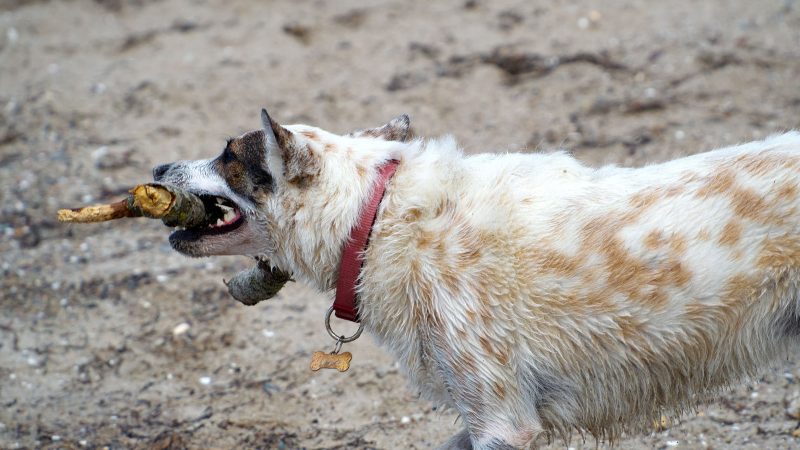 Ein weiß-braun gefleckter Hund mit rotem Halsband trägt einen Stock im Maul am Strand, fotografiert von MadsFotokiste für Tierfotografie-Fans.