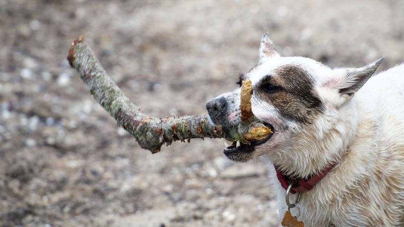 Ein weiß-brauner Hund trägt stolz einen Ast im Maul bei einer professionellen Tierfotografie von MadsFotokiste für lebendige Haustierporträts.