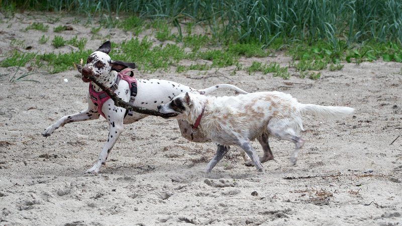 Zwei Hunde spielen am Sandstrand mit einem Stöckchen. Professionelle Tierfotografie von MadsFotokiste, die lebendige Momente im Freien einfängt.