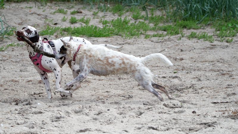 Zwei Hunde spielen im Sand mit einem Stöckchen, fotografiert von MadsFotokiste. Ein gepunkteter Hund mit pinkem Geschirr hält den Stock im Maul.