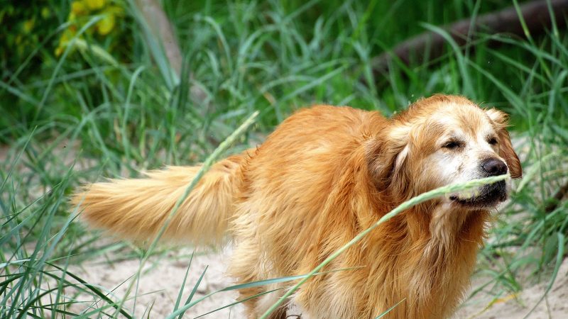 Ein goldener Golden Retriever steht im hohen Gras und Sand; ein Beispiel für hochwertige Tierfotografie von MadsFotokiste für Ihr persönliches Fotobuch.