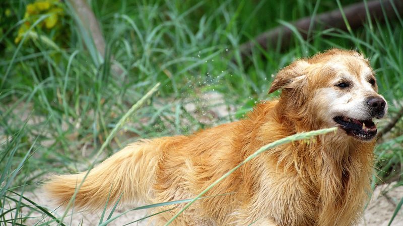 Ein goldener Retriever schüttelt sich im hohen Gras, festgehalten in einer dynamischen Tierfotografie von MadsFotokiste für hochwertige Abzüge.