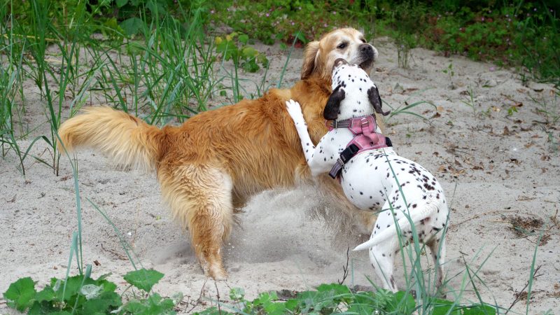 Ein goldener Retriever und ein Dalmatiner mit rosa Geschirr spielen ausgelassen im Sand bei einem professionellen Fotoshooting von MadsFotokiste.