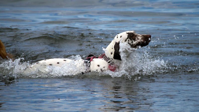 Ein gefleckter Hund mit Geschirr schwimmt im Wasser und erzeugt dabei spritzende Wellen, fotografiert von MadsFotokiste für Tierfotografie-Liebhaber.