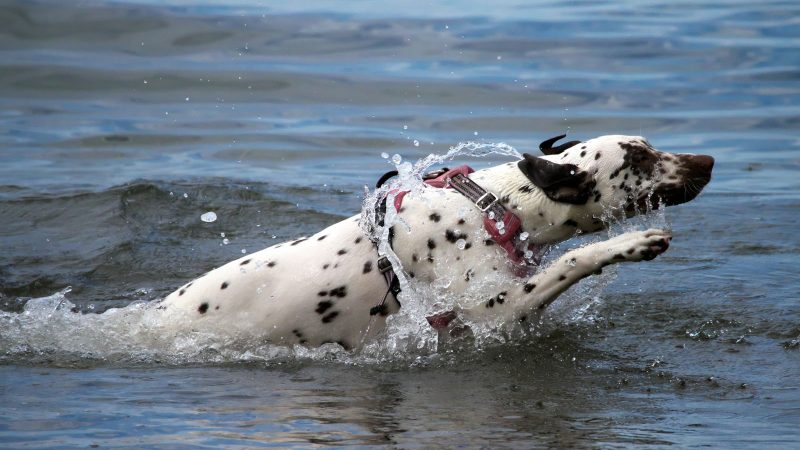 Ein Dalmatiner mit rotem Geschirr springt dynamisch ins Wasser, festgehalten in einer professionellen Tierfotografie von MadsFotokiste für Fotobücher.