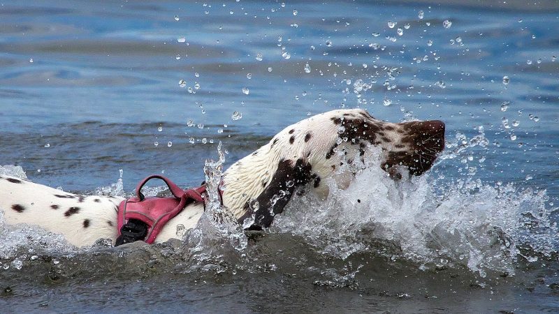 Ein Dalmatiner mit rotem Geschirr schwimmt im Wasser und erzeugt dabei spritzende Wassertropfen, fotografiert von MadsFotokiste in Aktion.