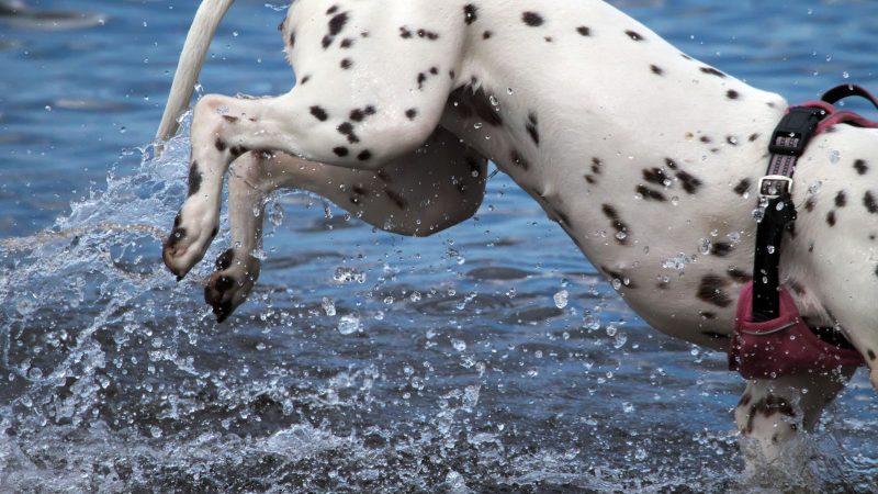 Ein Dalmatiner mit rotem Geschirr springt dynamisch in das Wasser, wobei Wassertropfen aufspritzen. Professionelle Tierfotografie von MadsFotokiste.