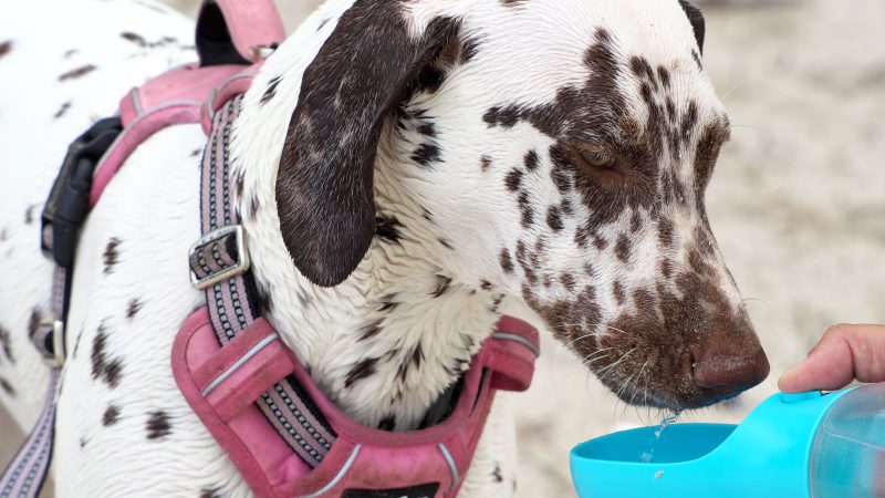 Ein gefleckter Dalmatiner mit rosa Funfox-Geschirr trinkt Wasser aus einer hellblauen mobilen Trinkflasche bei einem Fotoshooting von MadsFotokiste.