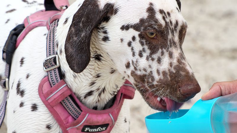 Ein gefleckter Dalmatiner mit rosa Funfox-Geschirr trinkt aus einer hellblauen, tragbaren Hundetrinkflasche bei einem professionellen Fotoshooting.