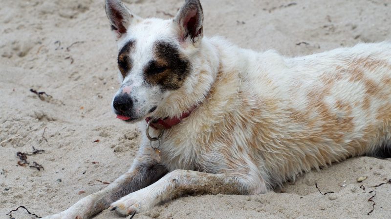 Ein weiß-brauner Hund mit rotem Halsband liegt entspannt am Sandstrand und streckt die Zunge heraus – professionelle Tierfotografie von MadsFotokiste.