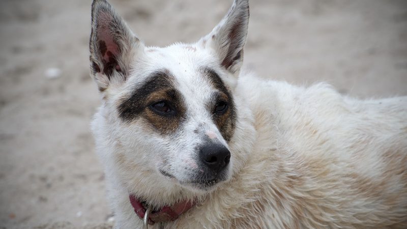 Nahaufnahme eines weiß-braunen Hundes mit rotem Halsband am Strand, fotografiert von MadsFotokiste für hochwertige Tierfotografie und Fotobücher.