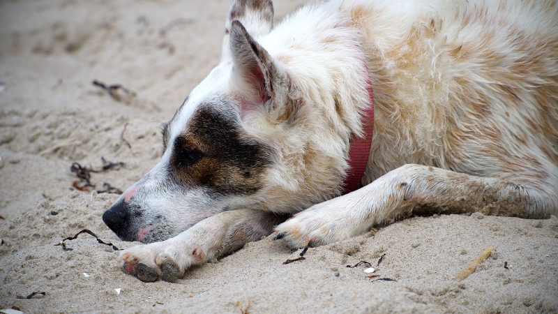 Ein weiß-brauner Hund mit rotem Halsband liegt entspannt im Sand. Professionelle Tierfotografie von MadsFotokiste für hochwertige Hundeporträts.