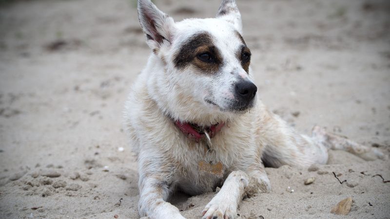 Ein weiß-brauner Hund mit rotem Halsband liegt entspannt im Sand am Strand, fotografiert von MadsFotokiste für hochwertige Tierfotografie.