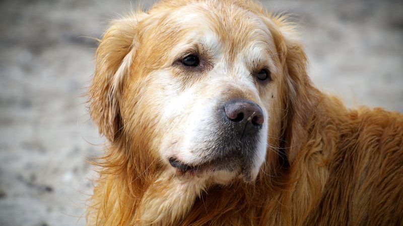 Nahaufnahme eines Golden Retrievers mit goldenem Fell bei MadsFotokiste, ideal für hochwertige Tierfotografie und professionelle Abzüge.