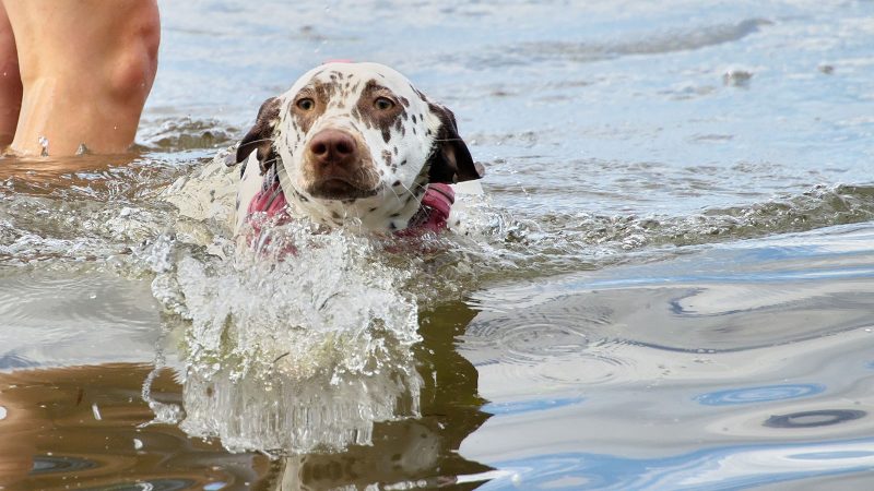 Ein gefleckter Hund mit Geschirr schwimmt im Wasser und schaut aufmerksam in die Kamera, festgehalten in einem professionellen Tierfoto von MadsFotokiste.