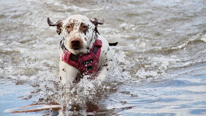 Ein gefleckter Hund mit pinkem Funfox-Geschirr rennt dynamisch durch das Wasser, fotografiert von MadsFotokiste für lebendige Tierfotografie.