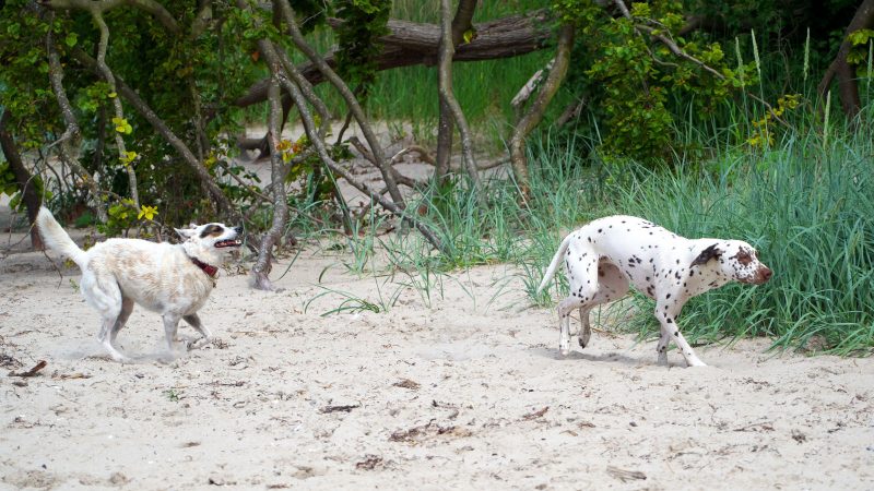 Zwei Hunde spielen ausgelassen am Sandstrand; ein gefleckter Dalmatiner und ein heller Mischlingshund vor einer Kulisse aus Bäumen und Dünengras.