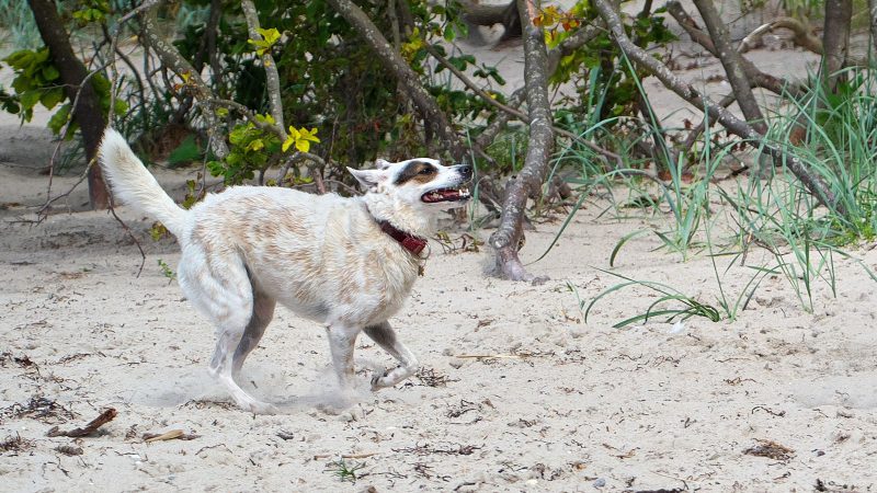 Ein weiß-brauner Hund mit rotem Halsband rennt fröhlich über den Sandstrand, fotografiert für ein MadsFotokiste Tier-Fotoshooting in der Natur.