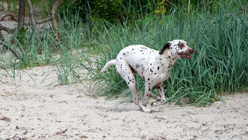 Ein Dalmatiner mit braunen Flecken rennt dynamisch über einen Sandstrand vor grünem Gras, fotografiert von MadsFotokiste für hochwertige Tierfotos.